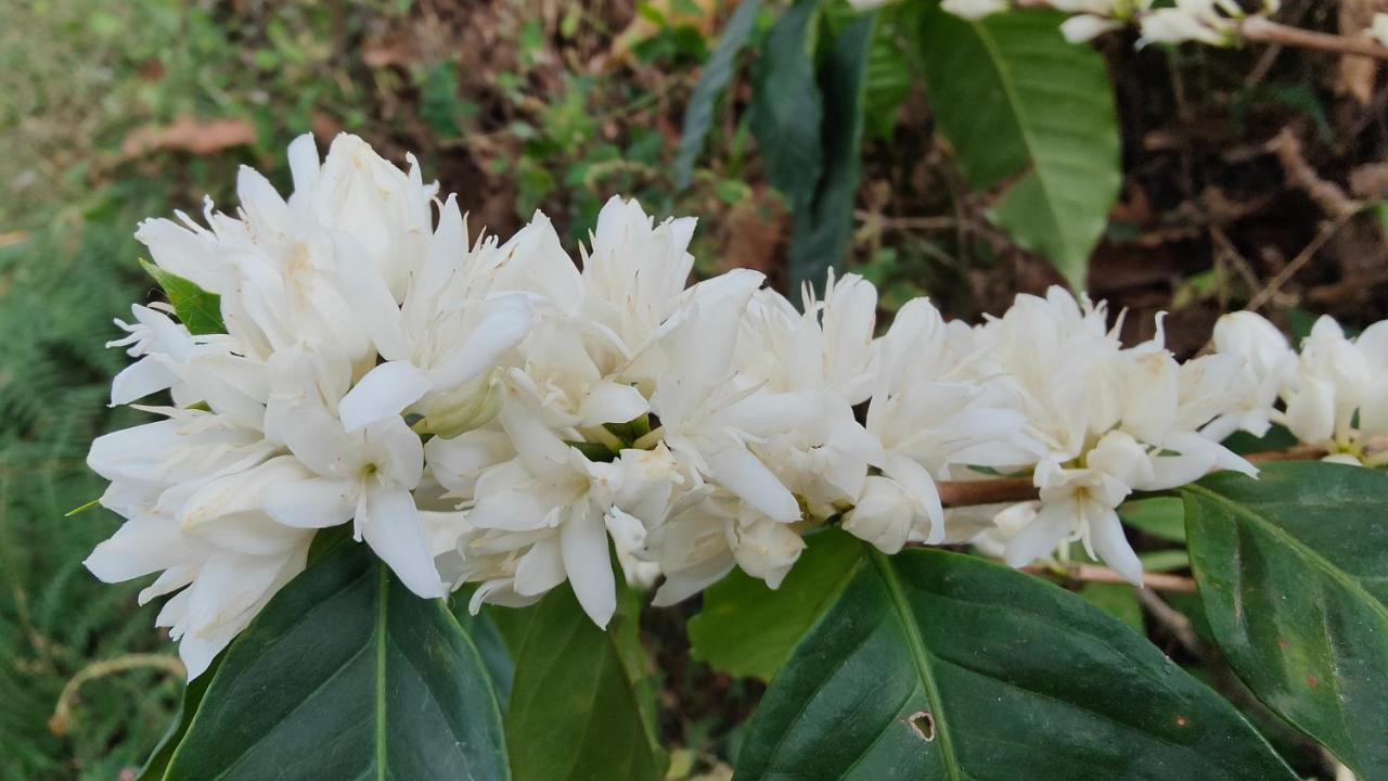 Minca Sintropia - Sustainable Lodge & Organic Coffee Finca Εξωτερικό φωτογραφία