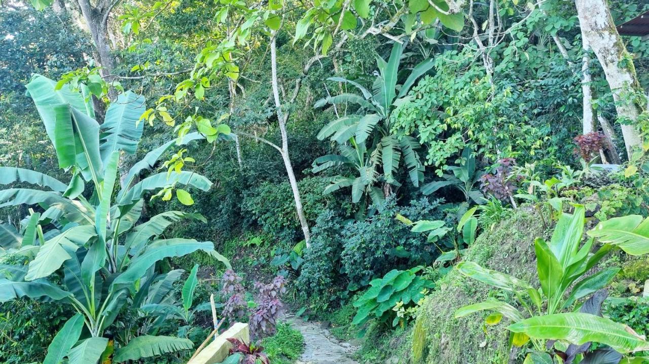 Minca Sintropia - Sustainable Lodge & Organic Coffee Finca Εξωτερικό φωτογραφία